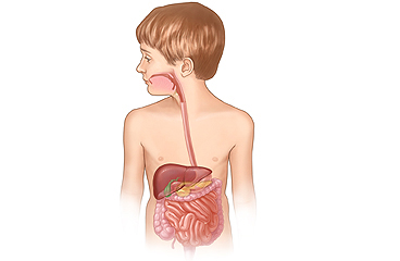 The digestive system