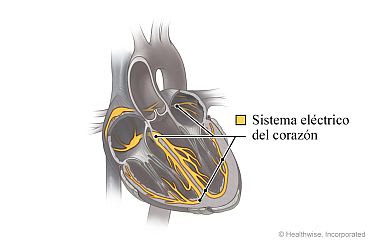 Sección transversal del corazón, mostrando su sistema eléctrico.