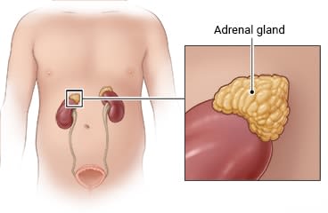 Ubicación de las glándulas suprarrenales, con detalle de la apariencia de la glándula