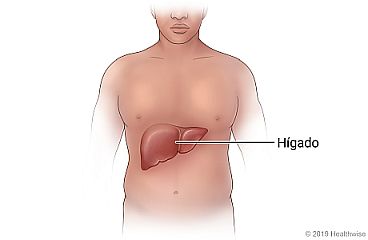 Ubicación del hígado en la parte superior derecha del abdomen