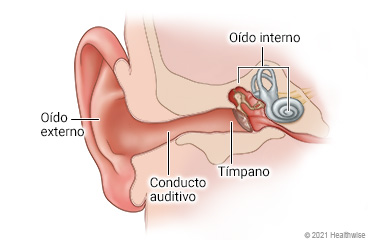 Estructura del oído, que muestra el oído externo, el conducto auditivo externo, el tímpano y el oído interno.