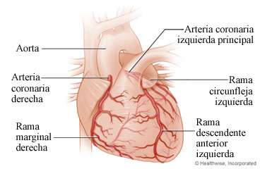 Corazón y arterias coronarias