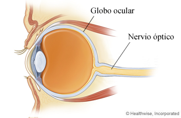 Imagen de un corte transversal del ojo que muestra el nervio óptico