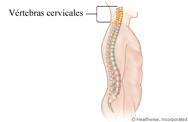 La columna vertebral y las vértebras cervicales