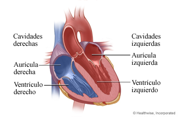 Corte transversal del corazón que muestra los ventrículos y las aurículas