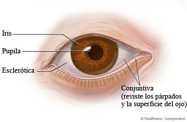 Anatomía del ojo