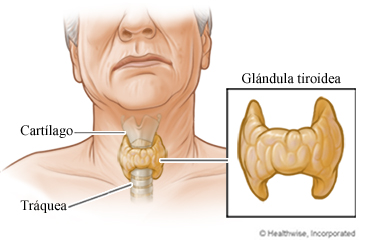 Imagen de la glándula tiroidea
