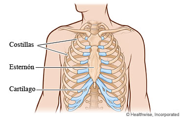 Costillas y esternón