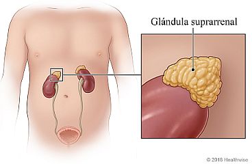 Ubicación de las glándulas suprarrenales, con detalle de la apariencia de la glándula