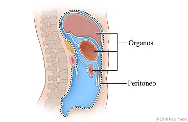 Posición del peritoneo recubriendo los órganos del cuerpo
