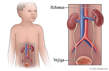 Ubicación de los riñones y la vejiga en un niño