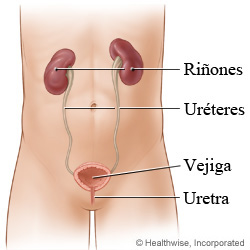 Riñones, uréteres, vejiga, uretra