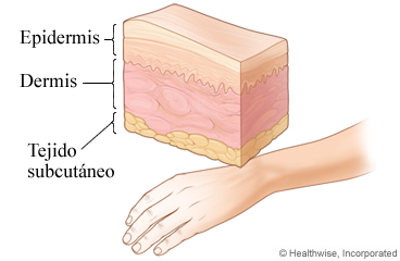 Las tres capas de la piel