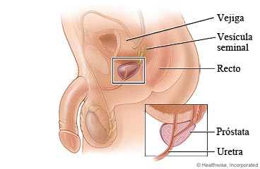 Ubicación de la próstata