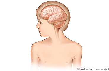 El cerebro de un niño