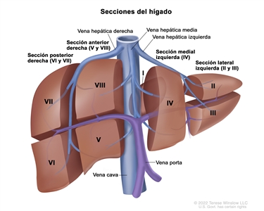 En el dibujo se observan los 8 segmentos que conforman las 4 secciones del hígado. Los segmentos VI y VII forman la sección posterior derecha, los segmentos V y VIII forman la sección anterior derecha, el segmento IV forma la sección medial izquierda, y los segmentos II y III forman la sección lateral izquierda. Las secciones están delimitadas por la vena hepática derecha, la vena hepática media y la vena hepática izquierda que se señalan en el dibujo. También se observan la vena cava y la vena porta.