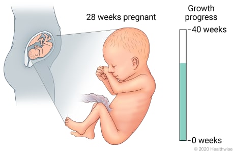 Fetus in uterus, with detail of development at 28 weeks pregnant