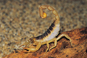 Scorpion.