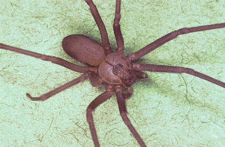 Brown recluse spider