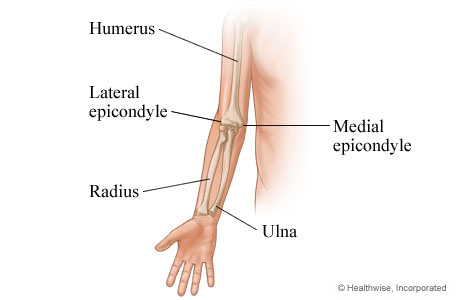 Bones of the arm