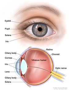 Eye anatomy; two-panel drawing shows the outside and inside of the eye. The top panel shows outside of the eye including the eyelid, pupil, sclera, and iris; the bottom panel shows inside of the eye including the cornea, lens, ciliary body, retina, choroid, optic nerve, and vitreous humor. Eye anatomy; two-panel drawing shows the outside and inside of the eye. The top panel shows outside of the eye including the eyelid, pupil, sclera, and iris; the bottom panel shows inside of the eye including the cornea, lens, ciliary body, retina, choroid, optic nerve, and vitreous humor.