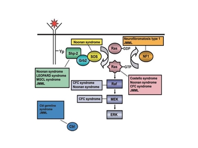 Schematic diagram showing ligand-stimulated Ras activation, the Ras-Erk pathway, and gene mutations contributing to the neuro-cardio-facio-cutaneous congenital disorders and JMML. Schematic diagram showing ligand-stimulated Ras activation, the Ras-Erk pathway, and gene mutations contributing to the neuro-cardio-facio-cutaneous congenital disorders and JMML.