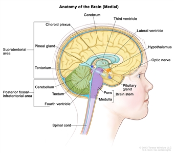 Drawing of the inside of the brain showing the lateral ventricle, third ventricle, and fourth ventricle, cerebrum, choroid plexus, hypothalamus, pineal gland, pituitary gland, optic nerve, tentorium, cerebellum, brain stem, pons, medulla, and spinal cord. Drawing of the inside of the brain showing the lateral ventricle, third ventricle, and fourth ventricle, cerebrum, choroid plexus, hypothalamus, pineal gland, pituitary gland, optic nerve, tentorium, cerebellum, brain stem, pons, medulla, and spinal cord.