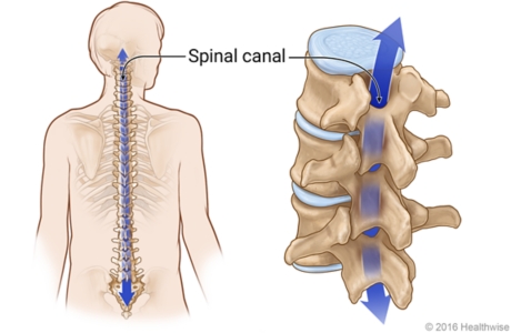 Skeletal view of spine, showing detail of spaces through all vertebrae that make up spinal canal