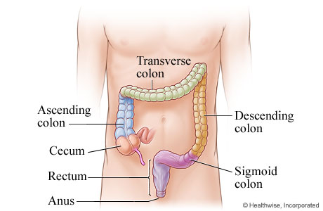 The colon and rectum and where they are in the body