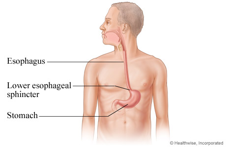 Picture of the esophagus