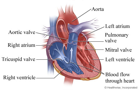 Picture of heart anatomy (chambers and valves)