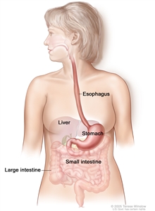 Gastrointestinal (digestive) system anatomy; drawing shows the esophagus, liver, stomach, small intestine, and large intestine.