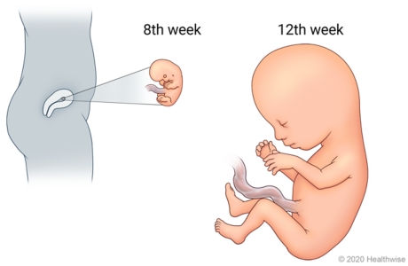 Detail showing development of embryo in uterus at 8th week and fetus at 12th week