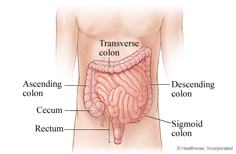 The parts of the lower digestive system.