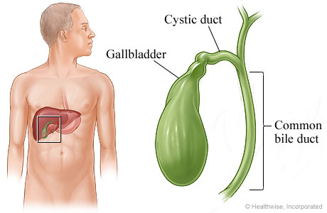 Gallbladder, cystic duct, and common bile duct