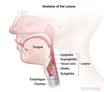 Anatomy of the larynx; drawing shows the epiglottis, supraglottis, glottis, subglottis, and vocal cords. Also shown are the tongue, trachea, and esophagus.