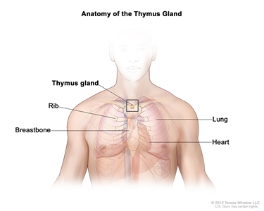 Anatomy of the thymus gland; drawing shows the thymus gland in the upper chest under the breastbone. Also shown are the ribs, lungs, and heart.