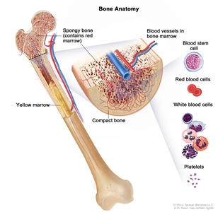 Anatomy of the bone; drawing shows spongy bone, red marrow, and yellow marrow. A cross section of the bone shows compact bone and blood vessels in the bone marrow. Also shown are red blood cells, white blood cells, platelets, and a blood stem cell.