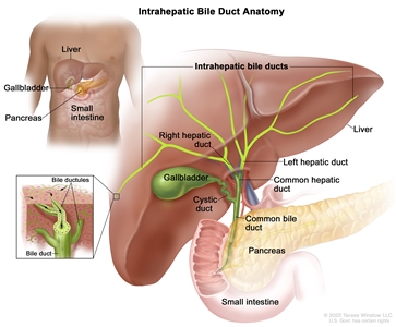 Anatomy of the intrahepatic bile ducts; drawing shows the liver and the intrahepatic bile ducts, which include the right and left hepatic ducts. Also shown is the common hepatic duct, gallbladder, cystic duct, common bile duct, pancreas, and small intestine. An inset shows a cross section of a liver lobule with a network of bile ductules leading into a bile duct.