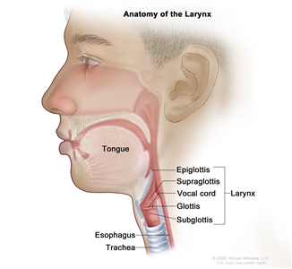 Anatomy of the larynx; drawing shows the epiglottis, supraglottis, vocal cord, glottis, and subglottis. Also shown are the tongue, trachea, and esophagus.