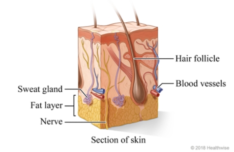 Cross section of skin