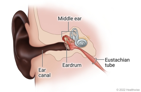 Ear anatomy showing ear canal, eardrum in middle ear, and eustachian tube coming out of middle ear.