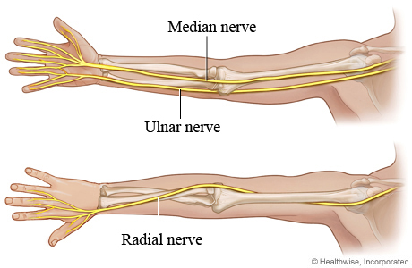 The three main nerves of the arm