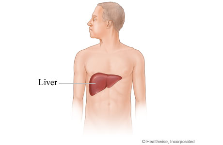 Picture of the liver and its location in the body