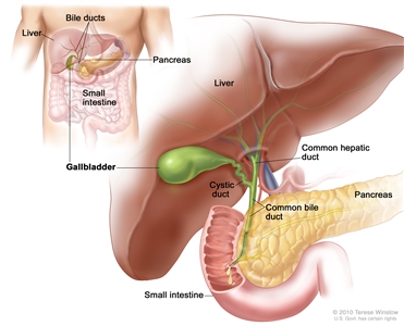 Anatomy of the gallbladder; shows the liver, common hepatic duct, cystic duct, common bile duct, pancreas, and small intestine. The inset shows the liver, bile ducts, gallbladder, pancreas, and small intestine.