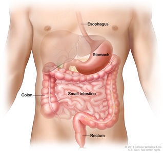 Drawing of the gastrointestinal tract showing the esophagus, stomach, colon, small intestine, and rectum.