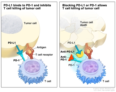 Immune checkpoint inhibitor; the panel on the left shows the binding of proteins PD-L1 (on the tumor cell) to PD-1 (on the T cell), which keeps T cells from killing tumor cells in the body. Also shown are a tumor cell antigen and T cell receptor. The panel on the right shows immune checkpoint inhibitors (anti-PD-L1 and anti-PD-1) blocking the binding of PD-L1 to PD-1, which allows the T cells to kill tumor cells.
