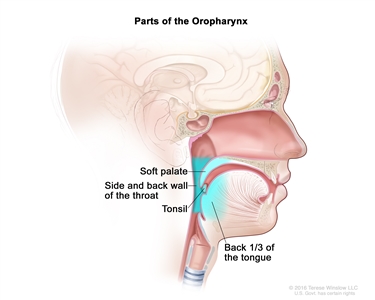 Parts of the oropharynx; drawing shows the soft palate, side and back wall of the throat, tonsil, and the back one-third of the tongue.