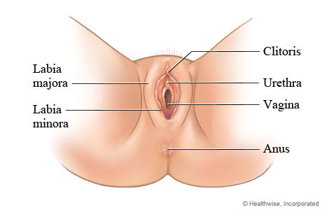 Female external genitalia.