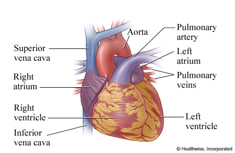 The anatomy of the heart (outer view)